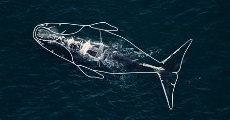 right whales are on the brink of extinction these stories understand