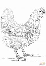 Coloring Chicken Hen Pages Printable Fowl Guinea Gallina Para Colorear Dibujo Supercoloring Dibujos Gallinas Imprimir Sketch Template Gallo Con Animales sketch template