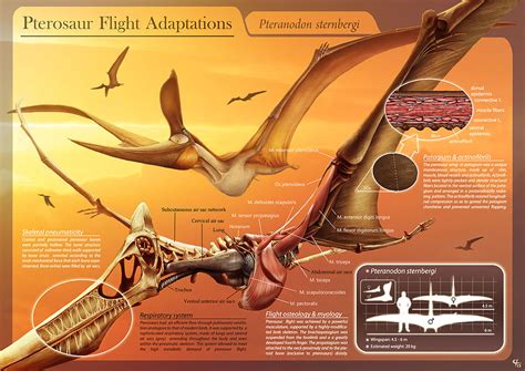 Update On Pterosaurs California Sighting Lindagodfrey S