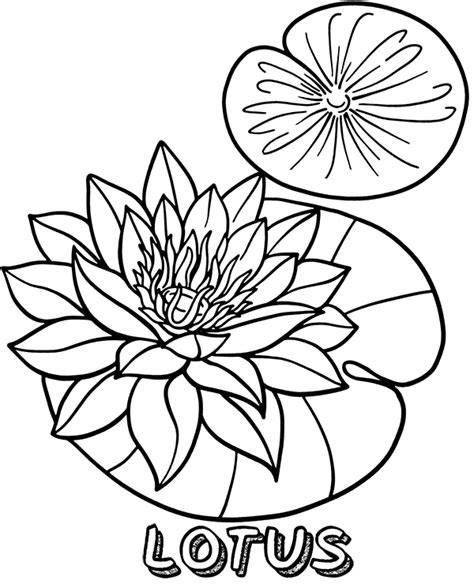 flower  lotus coloring sheet page