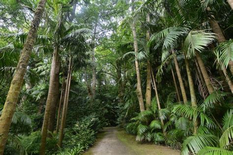 prehistoric agricultural practices could offer solutions for modern tropical forest conservation