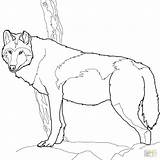 Wolf Coloring Pages Timber Canadian Printable Gray Realistic Drawing Print Color Book sketch template