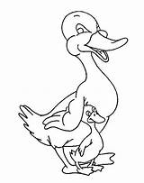 Duck Coloring Hiding Mothers Arm Under Her Baby Netart sketch template