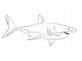 Squalo Colorare Tiburon Blanco Tiburones Disegno Requin Tigre Ninos Sharks Leuca sketch template