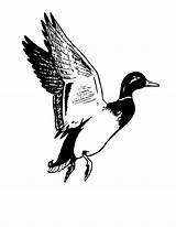 Duck Mallard Clipart Flying Clip Hunting Coloring Pages Drake Waterfowl Cliparts Logo Library Camouflage Bird Panda Wikiclipart Wood Use Clipartpanda sketch template