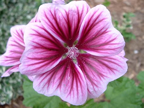 fileperennial geranium flower relicjpg wikimedia commons