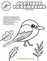 Mockingbird Birdwatchingacademy sketch template