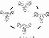 Hedhi Ciclo Mzunguko Menstrual Mwezi Kila Hesperian Regla Mulheres Mensal Wakati Guides útero Sangramento Desfaz Revestimento Mwanamke sketch template