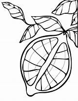 Coloring Lemon Tree Pages Clip Family Creative Clipartpanda 2009 Color Omalovánky Citron Cz Clipart Terms Powerpoint Projects Ink sketch template