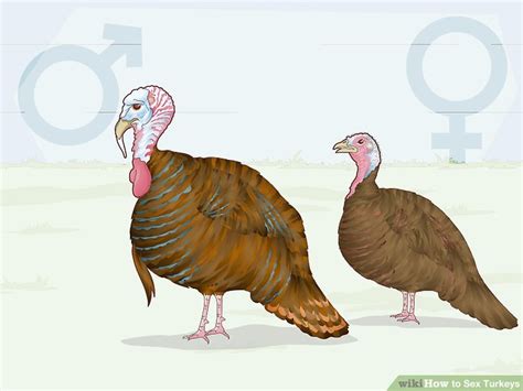 3 ways to sex turkeys wikihow