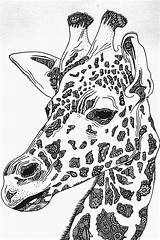 Giraffe Drawing Coloring Pages Adult Zentangle Drawings Animal Head Giraffes Animals Close Adults Draw African Mandala Pencil Book Horse Books sketch template
