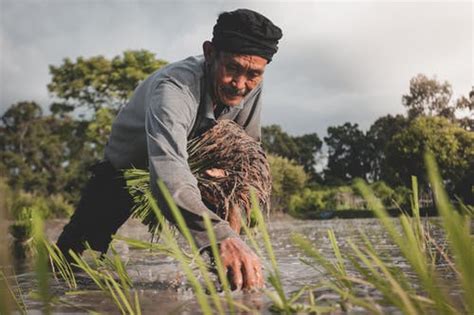 philippines  worlds largest rice importerusda