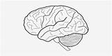 Brain Template Printable Human Trend Coloring Medium Size Drawing Pngkit sketch template