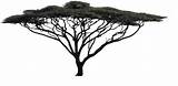 Acacia Tree Imgarcade sketch template