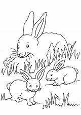 Kaninchen Familie Ausmalen Malvorlage Lapins Malvorlagen Schule Ausdrucken Hasenbabys sketch template