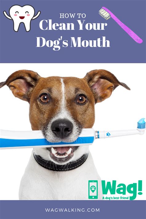 clean  dogs mouth dog grooming dog  friend dogs