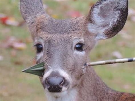 deer with arrow in head eludes rescue in new jersey