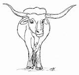 Longhorn Drawing Bull Cows Longhorns Riding Drawings Cattle Cliparts Getdrawings Animed Paintingvalley sketch template
