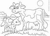 Calf Cow Coloring Pages Kinderart Printable Print Color Pdf Size Getcolorings sketch template