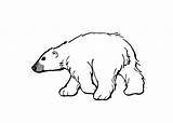 Coloring Pages Arctic Animals Polar Bear sketch template