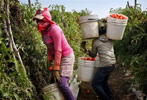 migrant farm workers the main victims of slave labour in mexico inter press service