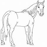 Horse Coloring Pages Quarter Arabian Printable Top Getcolorings Getdrawings Print sketch template