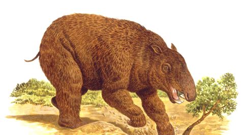 ‘giant Wombat’ Discovered In Australia