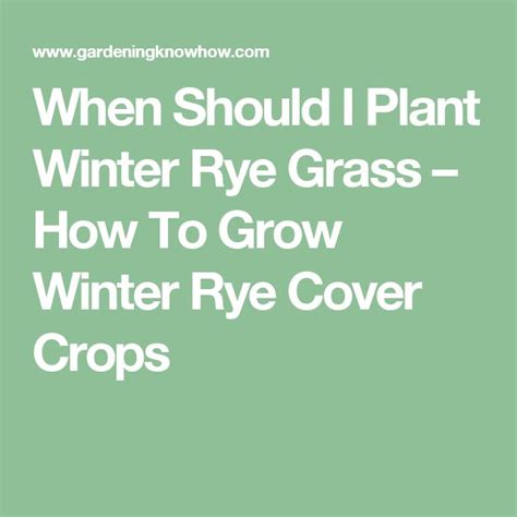 winter rye grass growing winter rye   cover crop rye