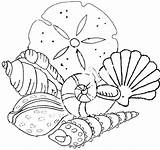 Shells Beach Coloring Pages Sea Seashell Seashells Embroidery Print sketch template