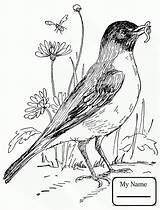 Robin American Getdrawings Drawing Coloring Birds sketch template