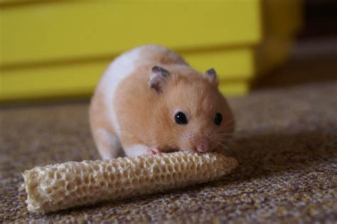 filemesocricetus auratus pet hamster ajpg wikimedia commons