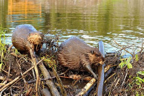beavers build dams  scientist