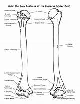 Humerus Coloring Features Bone Anatomy Bony Bones Sketch Boney Template Pages Skeletal System Exploringnature Please sketch template