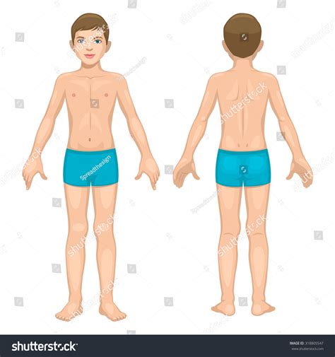 boy body parts front  stock vector  shutterstock