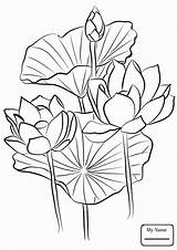 Lotus Coloring Pages Printable Flower Color Flowers Getdrawings Drawing Getcolorings Kids sketch template