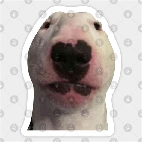staring  dog meme meme sticker teepublic