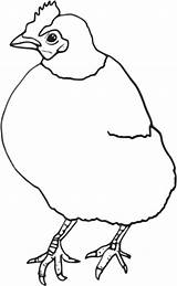 Hen Outline Openclipart Colouring Chook Webstockreview 下载 sketch template