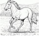 Coloriage Cheval Vrai Poulain Chevaux sketch template