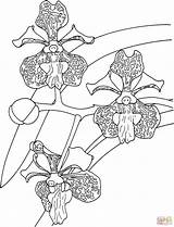 Orchid Coloring Tricolor Vanda Tropical Pages Color Online Printable Print Supercoloring Categories sketch template