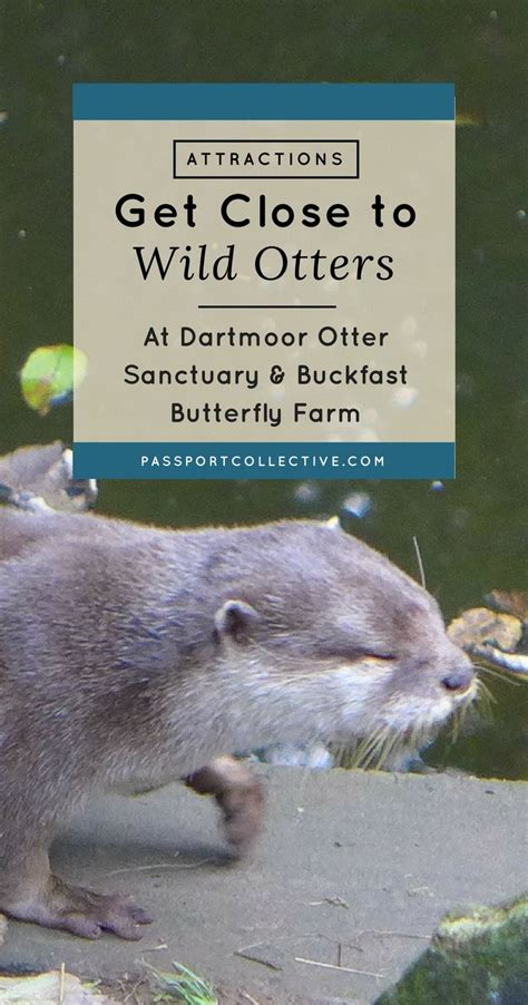 passport collective otters butterfly farm butterfly sanctuary