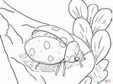 Coloring Pages Ladybug Realistic Printable Ladybugs Kids Fly Ready Drawing Butterfly Super sketch template