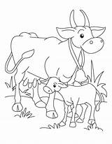 Calf Cow Coloring Pages Baby Drawing Outline Printable Colouring Kids Golden Getdrawings Getcolorings Color Popular Print sketch template