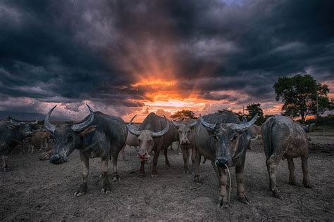 carabao animal pictures animals pictures