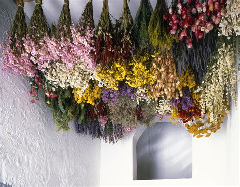 tips  harvesting drying  storing flowers