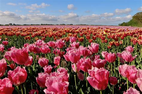 visit tulip fields  netherlands  crowds hopping