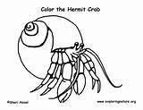 Hermit Coloring Crab Crabs Support Pdf Coloringnature sketch template