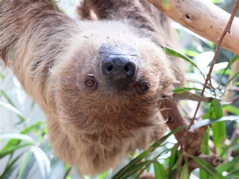 42 slow facts about sloths
