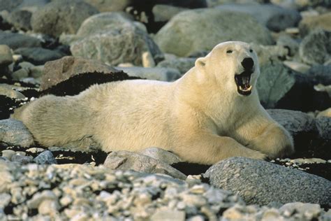 pollution is weakening polar bear penises the washington post