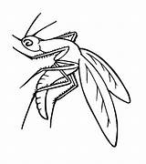 Mosquito Coloring Pages Kids Printable Color Bestcoloringpagesforkids sketch template