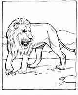Lion Coloring Pages Printable Kids Color Sheet Animals sketch template